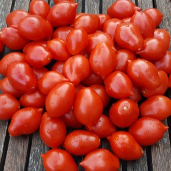 Piennolo del Vesuvio Tomaten Samen