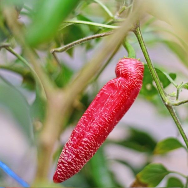 BIO Jalapeno Farmers Market small Chili Samen 1000 Stk.