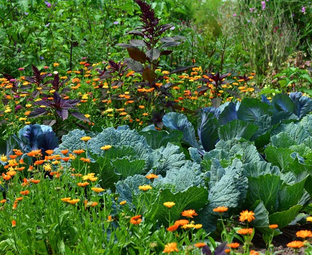 Fruchtfolge im Garten: Starkzehrer, Mittelzehrer, Schwachzehrer - Tipps und  Tricks auf Saatgut-Biene.de