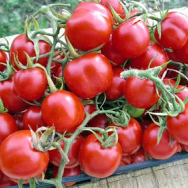 Tondino_Maremmano_Tomaten_Samen_1.jpg