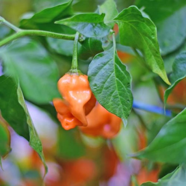 Fatalii_Orange_Chili_Samen_1.jpg