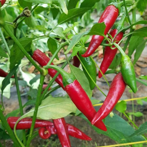 Hanoi_Red_Chili_Samen_1.jpg