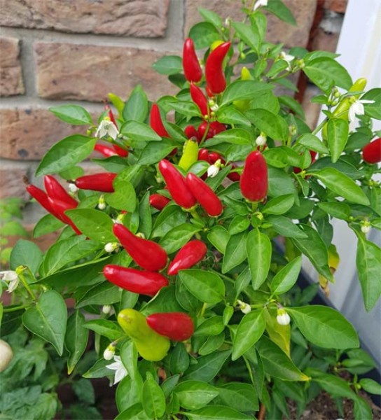 BIO Feuerküsschen Red Chili Samen