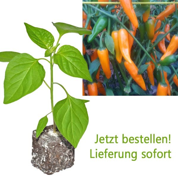 BIO Costeno Amarillo Chili-Pflanze
