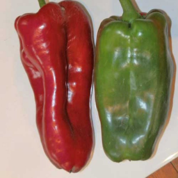 Gigante_Enorma_Chili_Samen_1.jpg