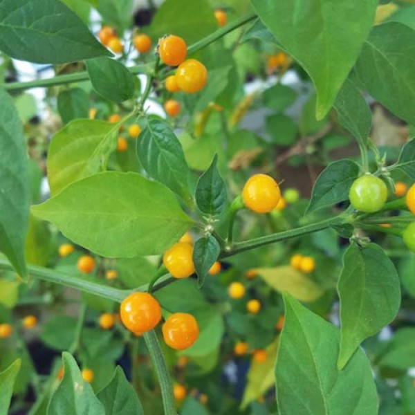 Bio Aji Charapita Yellow ChiliPflanze bestellen