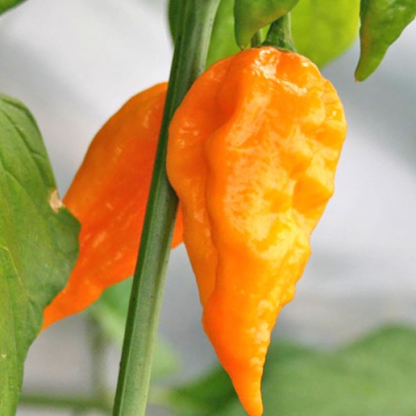 Naga Morich Yellow Chili Samen