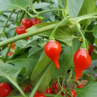 Aji Charapita Chili-Samen Sortiment (Gelb + Rot) ? Produktbild-Vorschau 11