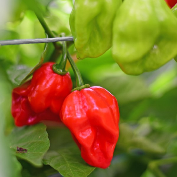 Bio Habanero Francisca Red TM Chili Samen