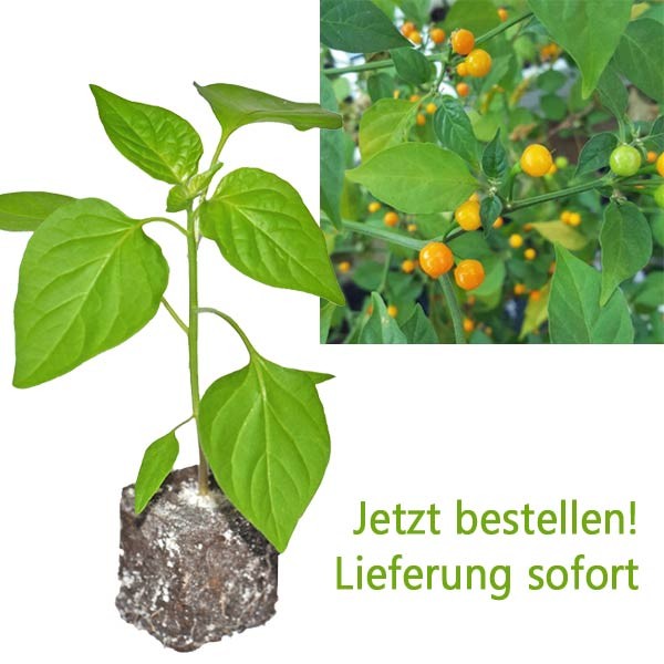 BIO Aji Charapita Yellow Chili-Pflanze