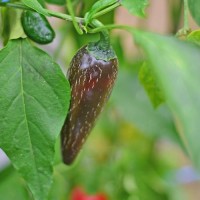 Bio_Jalapeno_Purple_Chili_Samen_01.jpg Bio_Jalapeno_Purple_Chili_Samen_01.jpg