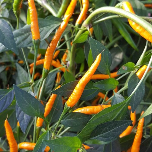 Thai Orange Hot Chili Samen