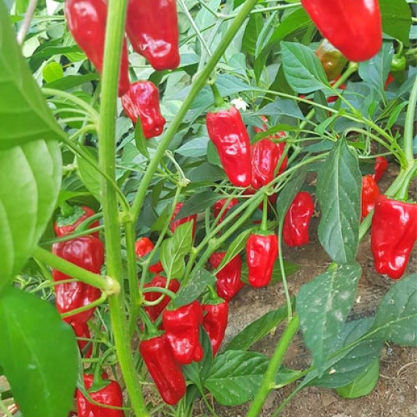 Hinklehatz Red Chili Samen