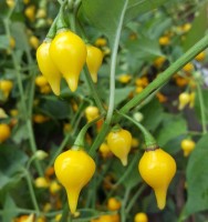 Biquinho_Amarelo_Chili_Samen_1.jpg Biquinho_Amarelo_Chili_Samen_1.jpg