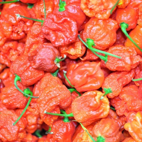 BIO_Carolina_Reaper_rot_frisch_100g_02.jpg