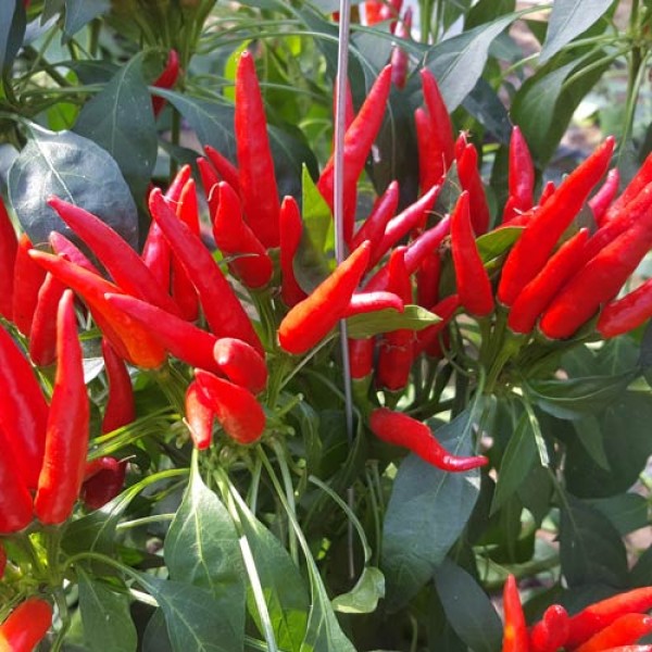 Poinsettia_Chili_Samen_1.jpg