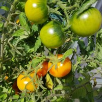 Mrs._Bacon_Tomaten_Samen_01.jpg Mrs._Bacon_Tomaten_Samen_01.jpg