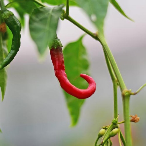 Bio Long Red Cayenne Chili Samen 1000 Stk.