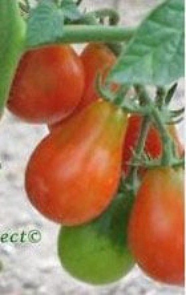 Red Pear Cherry Bell Tomaten Samen B-Ware