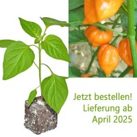 BIO_Scotch_Bonnet_Orange_Chili-Pflanze_01.jpg BIO_Scotch_Bonnet_Orange_Chili-Pflanze_01.jpg