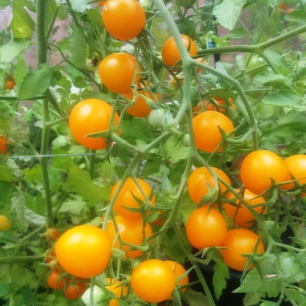 Yellow_Perfection_Tomaten_Samen_1.jpg