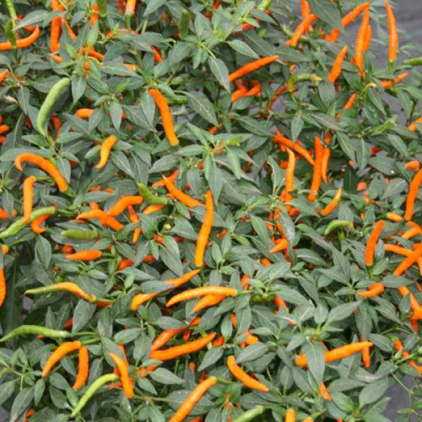 Thai Orange Hot Chili Samen