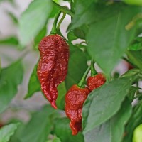 Vorschau: Bio_Carolina_Reaper_Brown_Chili_Samen_03.jpg Vorschau: Bio_Carolina_Reaper_Brown_Chili_Samen_03.jpg