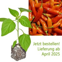 BIO_Aji_Christal_Chili-Pflanze_01.jpg BIO_Aji_Christal_Chili-Pflanze_01.jpg