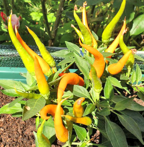 Naschzipfel Orange - Medusa Chilisamen bestellen - chili-shop24.de