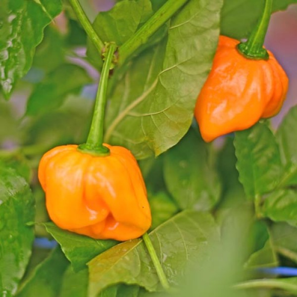 Bio Habanero Tenziha Yellow Chili Samen
