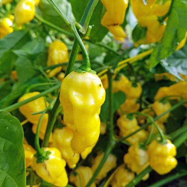 Habanero Hot Lemon Chili Samen