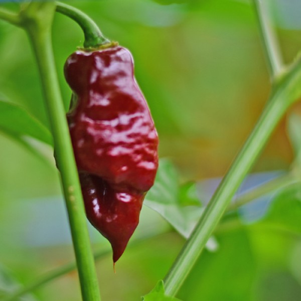Bio Devils Tongue Chocolate Chili Samen 1000 Stück