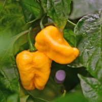 Bio Trinidad Scorpion Brainstrain Yellow Chili Samen Bio Trinidad Scorpion Brainstrain Yellow Chili Samen