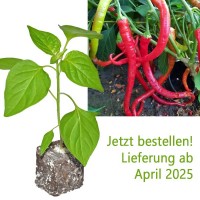 BIO_Corbaci_Chili-Pflanze_01.jpg BIO_Corbaci_Chili-Pflanze_01.jpg