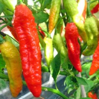 Bombay_Morich_long_Chili_Samen_01.jpg Bombay_Morich_long_Chili_Samen_01.jpg