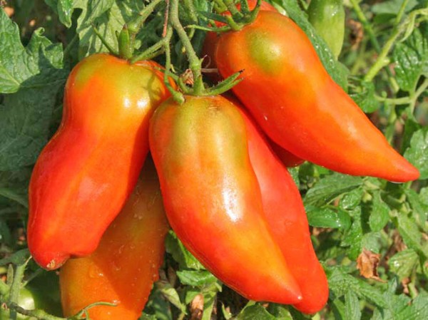 San Marzano Scatalone Tomaten Samen