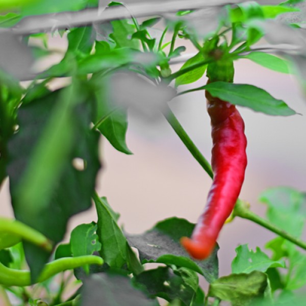 Bio Aci Sivri Chili Samen 1000 Stk.