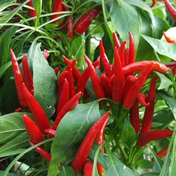 Thai Red Chili Samen