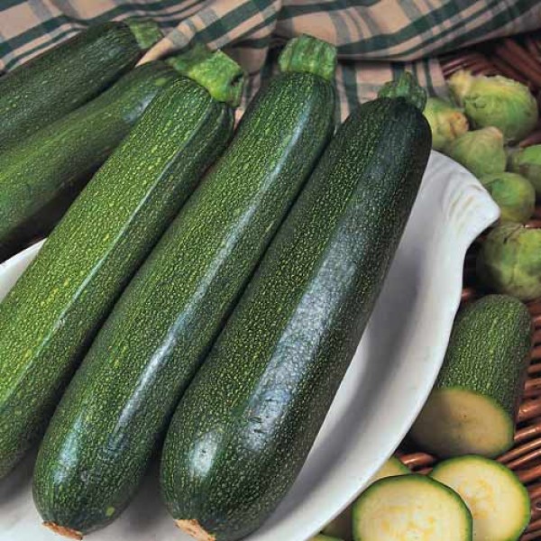 Zucchini_All_Green_Bush_Samen_1.jpg