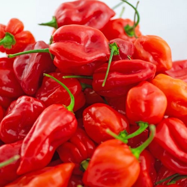 Habanero rot frisch 1000g