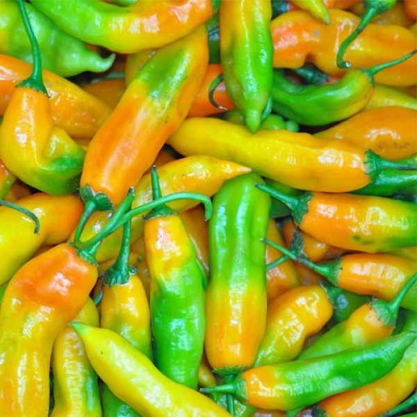 BIO_Aji_Amarillo_frisch_1kg_01.jpg