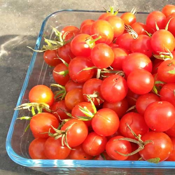 Koralik_Tomaten_Samen_1.jpg