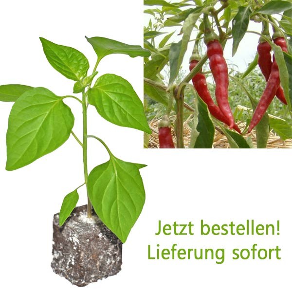 BIO Cayenne Chili-Pflanze