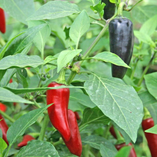 Serrano Purple Chili Samen