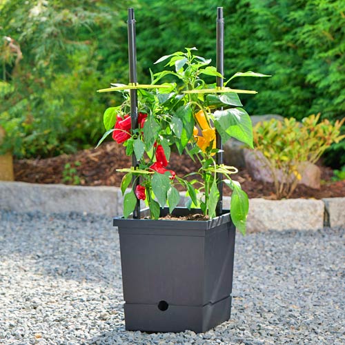 Chili- & Tomatentopf mit Rankhilfe und Wasserreservoir - online bestellen  bei Saatgut-Biene.de