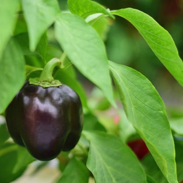 Purple Beauty Chili Samen