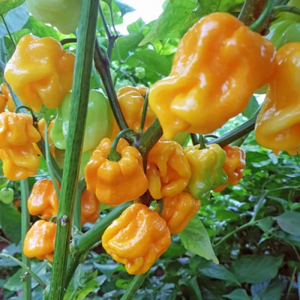 Roatan Pumpkin Habanero Chili Samen