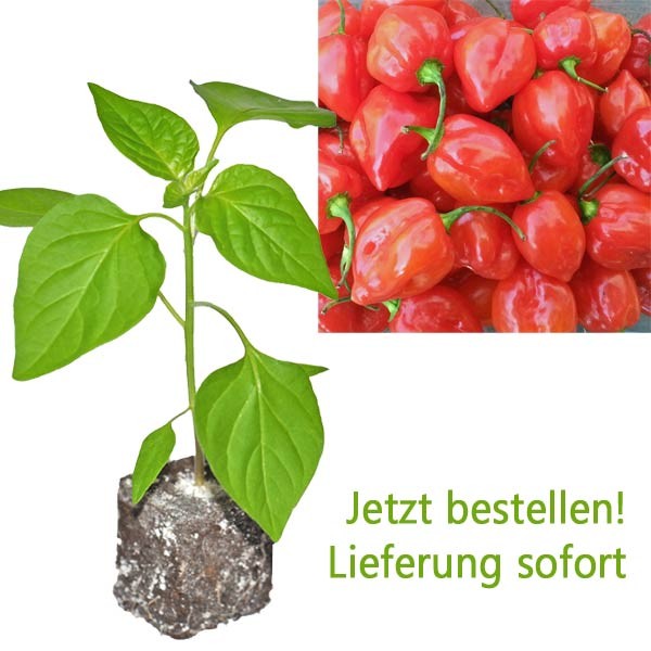 BIO Habanero rot Chili-Pflanze