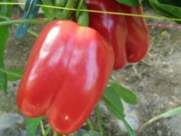 Quadrato dAsti Rosso Chili Samen B-Ware