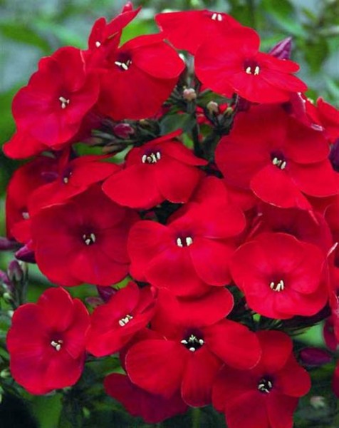 Flammenblume_Phlox_Scarlet_Beauty_Samen_1.jpg